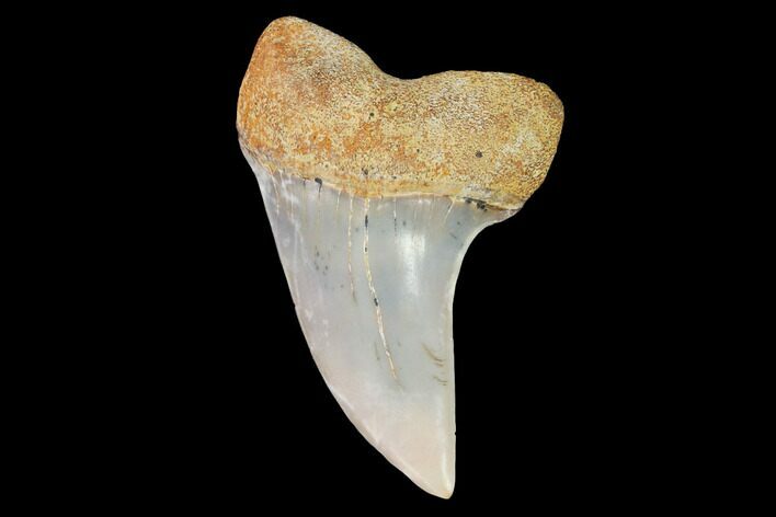 Mako Shark Tooth Fossil - Sharktooth Hill, CA #94655